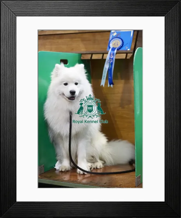 Framed Print : Crufts 2018 Framed Print : Crufts 2018