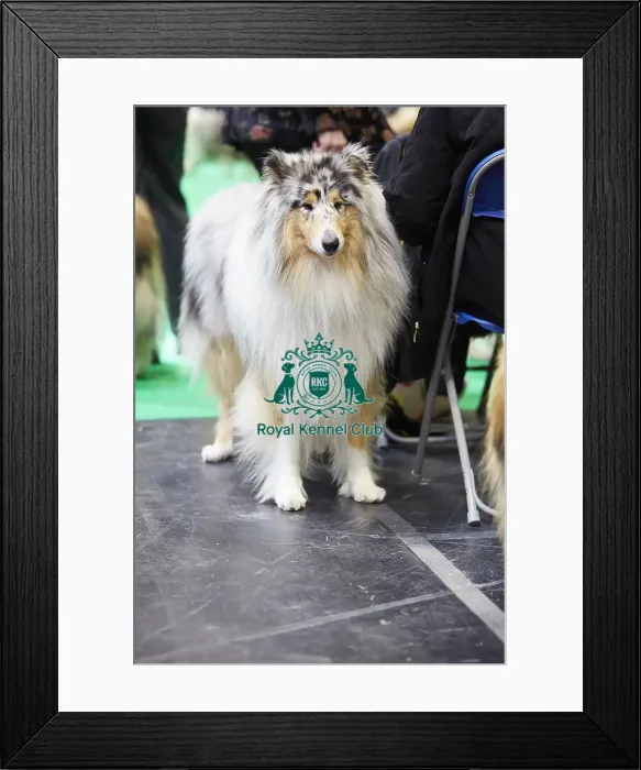 Framed Print : Crufts 2018 Framed Print : Crufts 2018