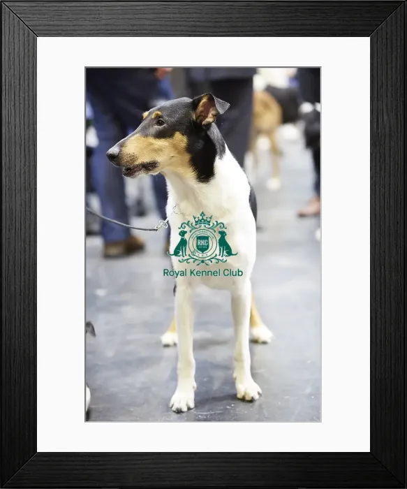 Framed Print : Crufts 2018 Framed Print : Crufts 2018