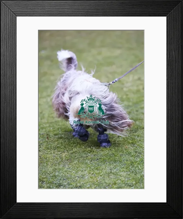 Framed Print : Crufts 2018 Framed Print : Crufts 2018