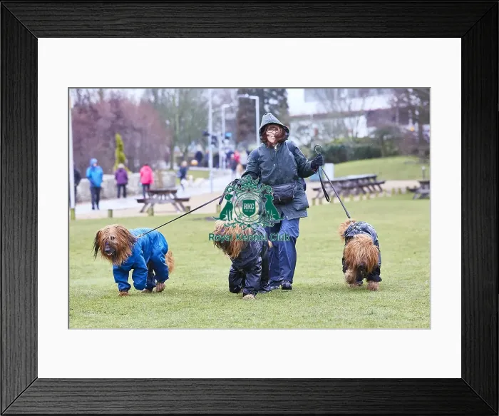 Framed Print : Crufts 2018 Framed Print : Crufts 2018