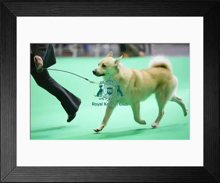 Framed Print : Crufts 2018