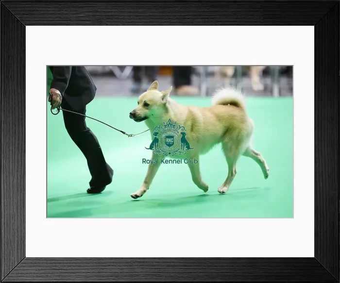 Framed Print : Crufts 2018