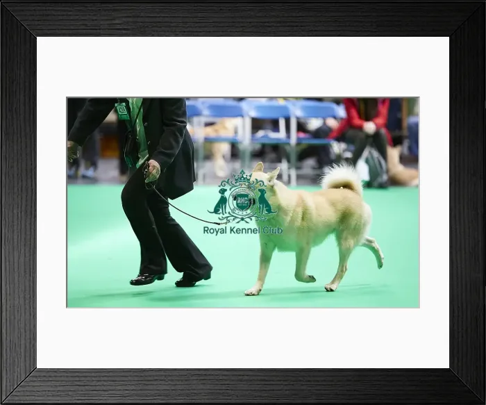 Framed Print : Crufts 2018 Framed Print : Crufts 2018
