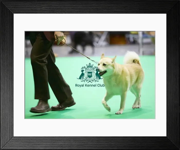 Framed Print : Crufts 2018 Framed Print : Crufts 2018