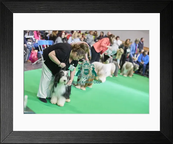 Framed Print : Crufts 2018 Framed Print : Crufts 2018