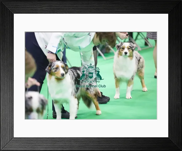 Framed Print : Crufts 2018 Framed Print : Crufts 2018