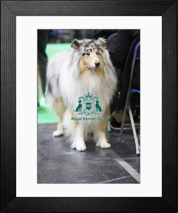 Framed Print : Crufts 2018 Framed Print : Crufts 2018