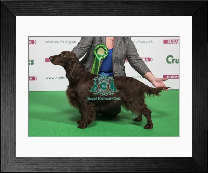 Framed Print : 2018 Best of Breed SPANIEL (FIELD) Framed Print : 2018 Best of Breed SPANIEL (FIELD)