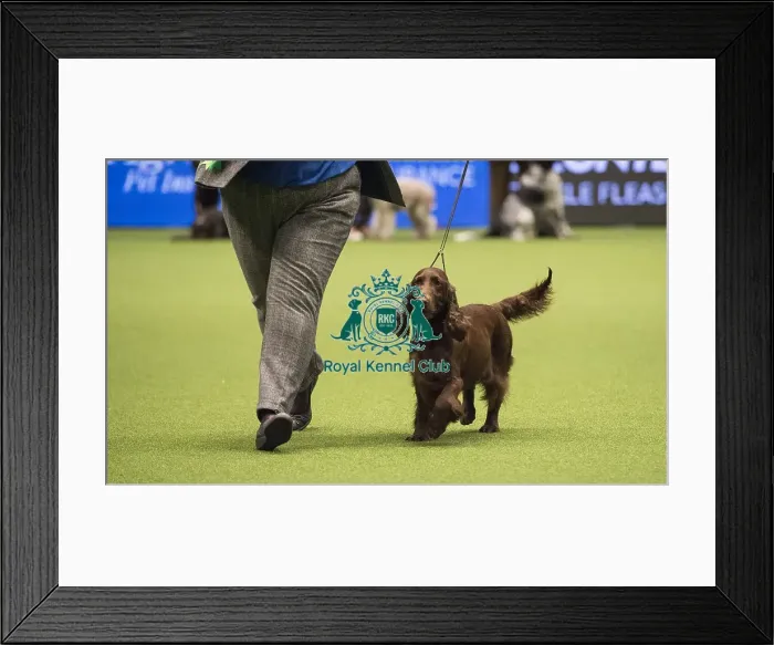Framed Print : Crufts 2018 Framed Print : Crufts 2018