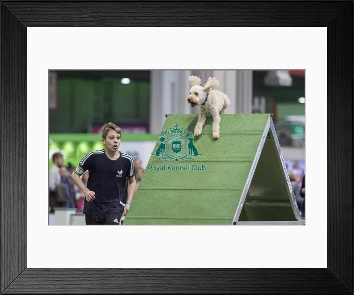 Framed Print : Crufts 2018 Framed Print : Crufts 2018