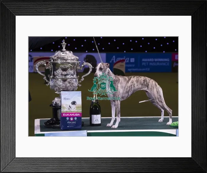 Framed Print : Crufts 2018 Framed Print : Crufts 2018