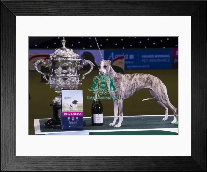 Framed Print : Crufts 2018 Framed Print : Crufts 2018