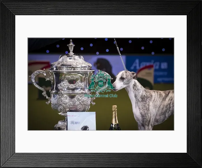 Framed Print : Crufts 2018 Framed Print : Crufts 2018