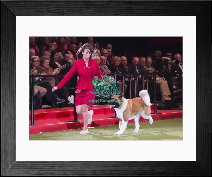 Framed Print : Crufts 2018