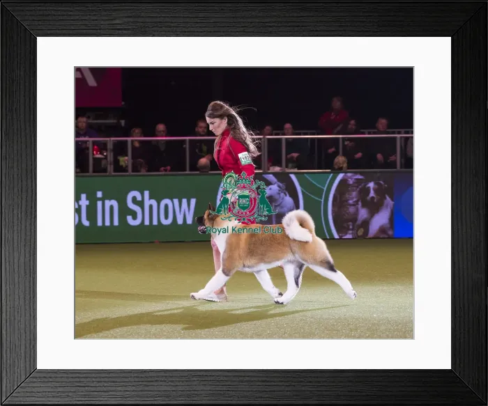 Framed Print : Crufts 2018 Framed Print : Crufts 2018