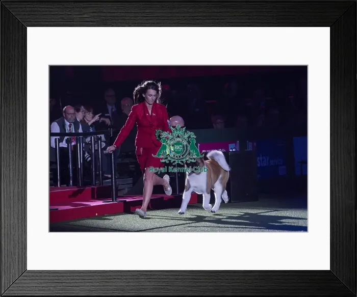 Framed Print : Crufts 2018 Framed Print : Crufts 2018