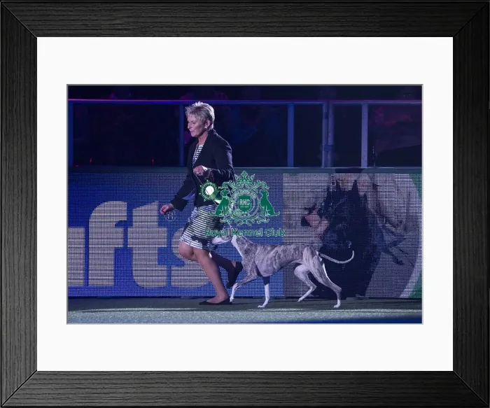 Framed Print : Crufts 2018 Framed Print : Crufts 2018