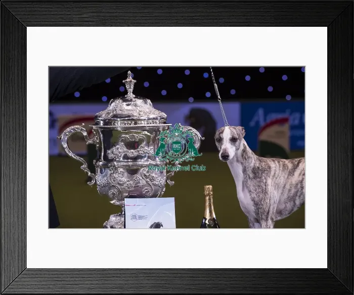 Framed Print : Crufts 2018 Framed Print : Crufts 2018