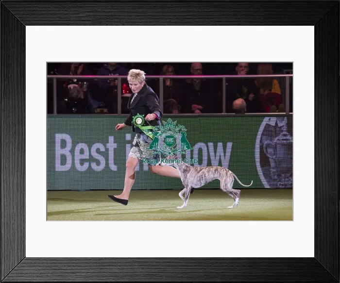 Framed Print : Crufts 2018 Framed Print : Crufts 2018