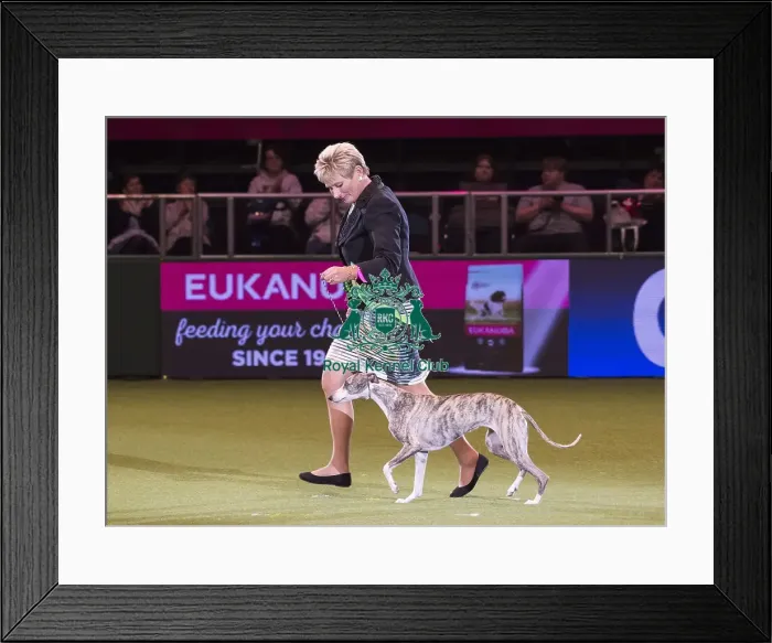 Framed Print : Crufts 2018 Framed Print : Crufts 2018