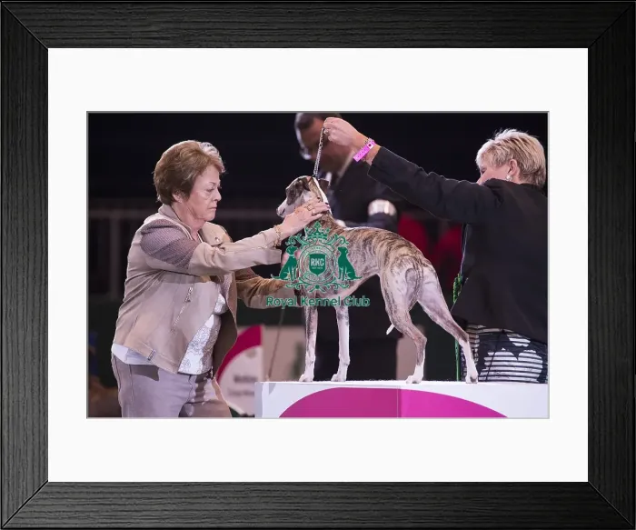 Framed Print : Crufts 2018 Framed Print : Crufts 2018