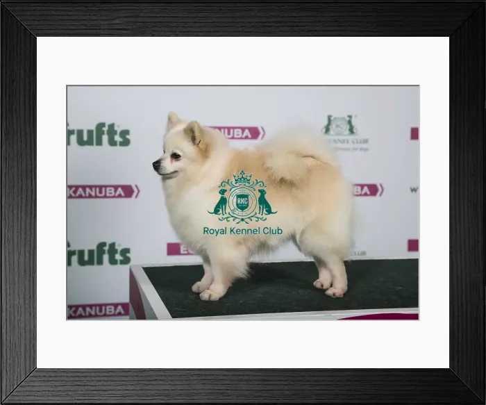 Framed Print : 2018 Best of Breed German Spitz (Klein) Framed Print : 2018 Best of Breed German Spitz (Klein)