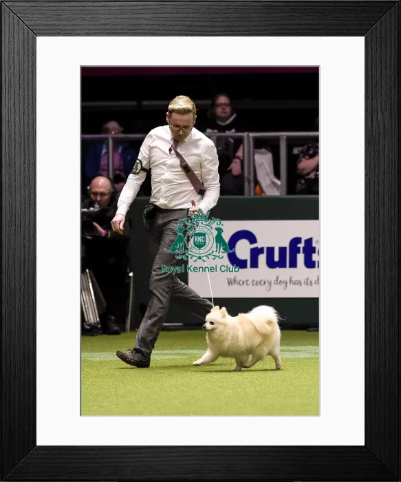 Framed Print : Crufts 2018 Framed Print : Crufts 2018