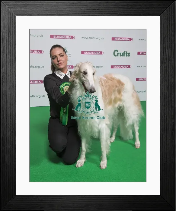 Framed Print : Crufts 2018 Framed Print : Crufts 2018
