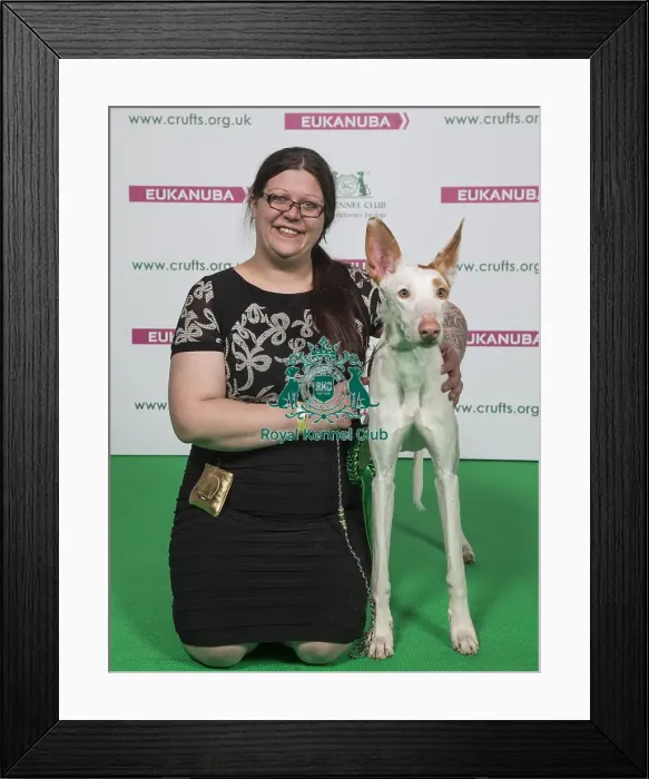 Framed Print : Crufts 2018 Framed Print : Crufts 2018