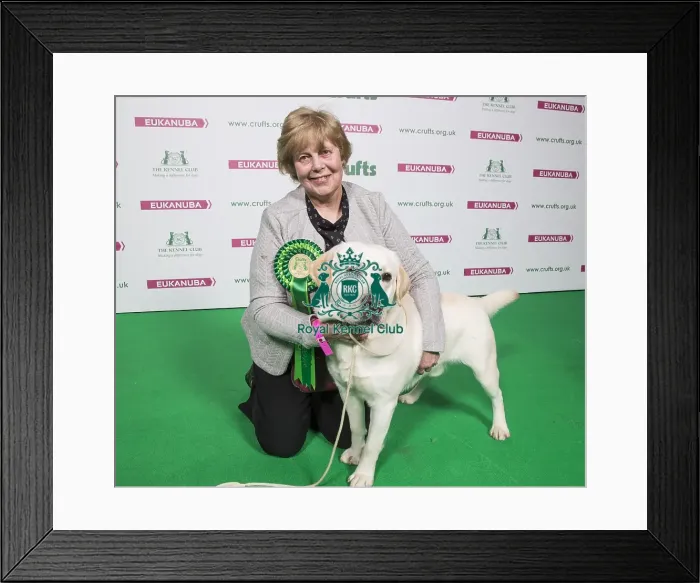 Framed Print : Crufts 2018 Framed Print : Crufts 2018
