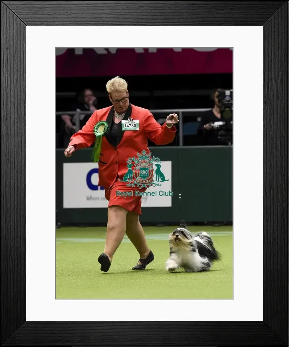 Framed Print : Crufts 2018 Framed Print : Crufts 2018