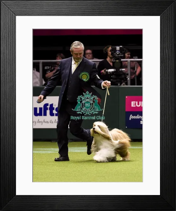 Framed Print : Crufts 2018 Framed Print : Crufts 2018