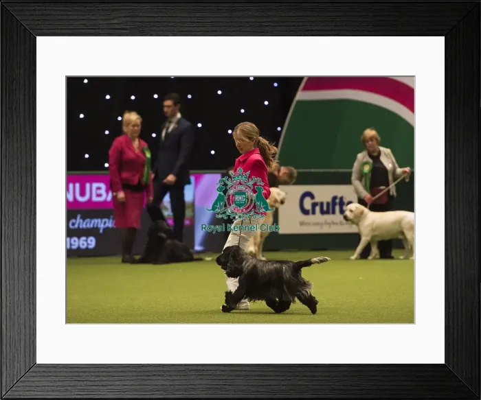 Framed Print : Crufts 2018 Framed Print : Crufts 2018