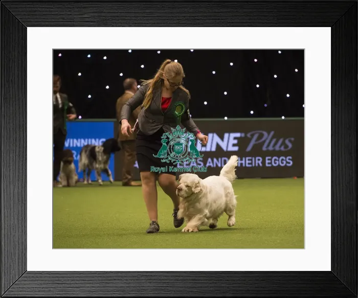 Framed Print : Crufts 2018 Framed Print : Crufts 2018