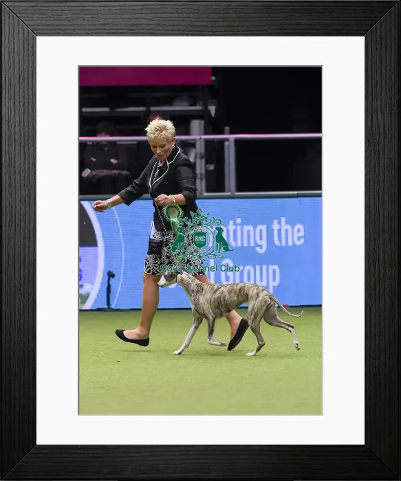 Framed Print : Crufts 2018 Framed Print : Crufts 2018