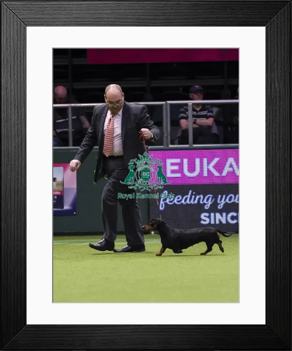 Framed Print : Crufts 2018 Framed Print : Crufts 2018