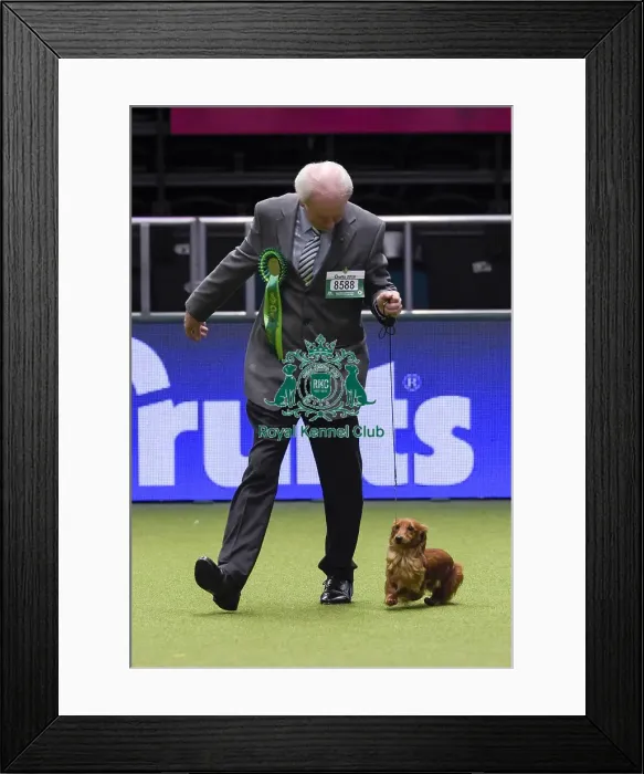 Framed Print : Crufts 2018 Framed Print : Crufts 2018