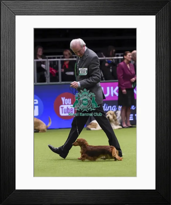 Framed Print : Crufts 2018