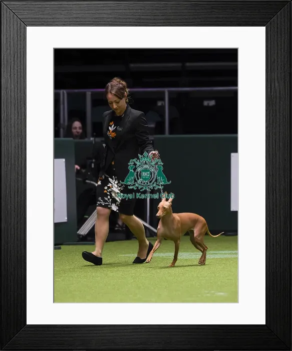 Framed Print : Crufts 2018 Framed Print : Crufts 2018