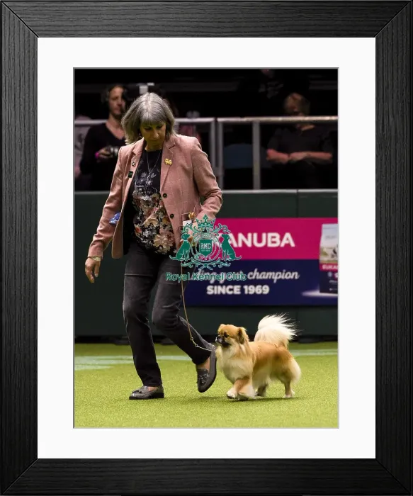 Framed Print : Crufts 2018 Framed Print : Crufts 2018