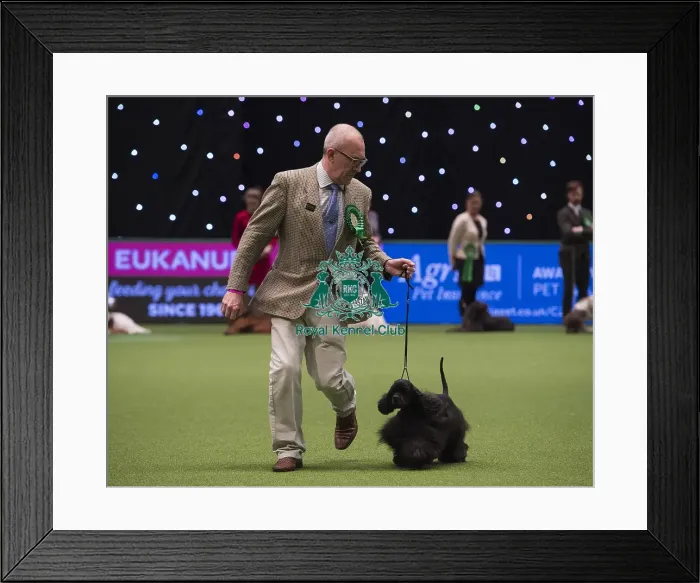 Framed Print : Crufts 2018 Framed Print : Crufts 2018