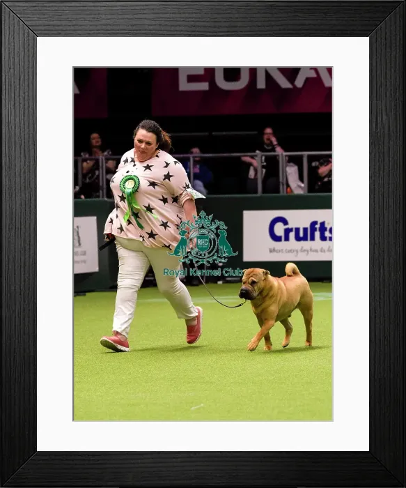 Framed Print : Crufts 2018 Framed Print : Crufts 2018