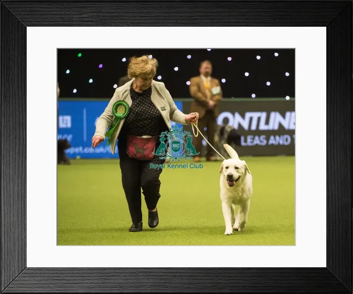 Framed Print : Crufts 2018 Framed Print : Crufts 2018
