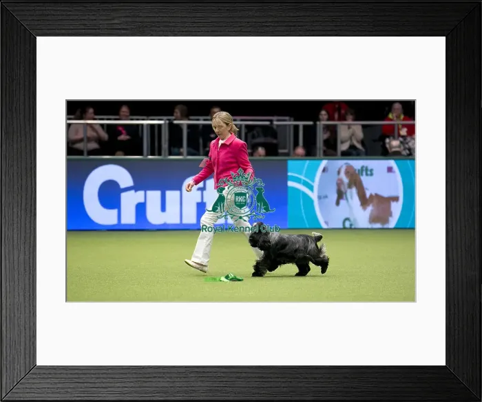 Framed Print : Crufts 2018 Framed Print : Crufts 2018