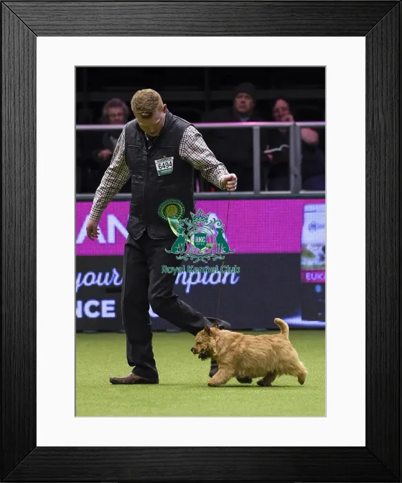 Framed Print : Crufts 2018 Framed Print : Crufts 2018