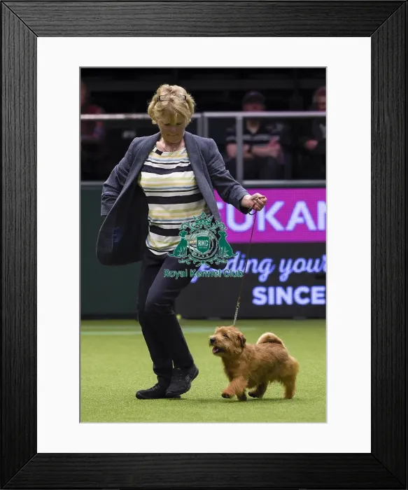 Framed Print : Crufts 2018 Framed Print : Crufts 2018