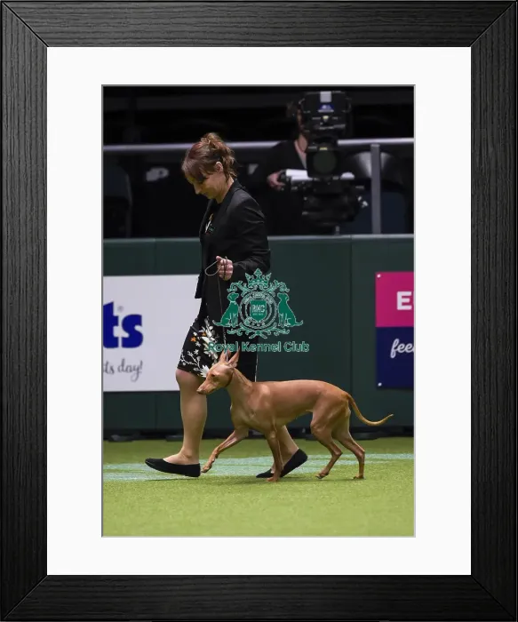 Framed Print : Crufts 2018 Framed Print : Crufts 2018