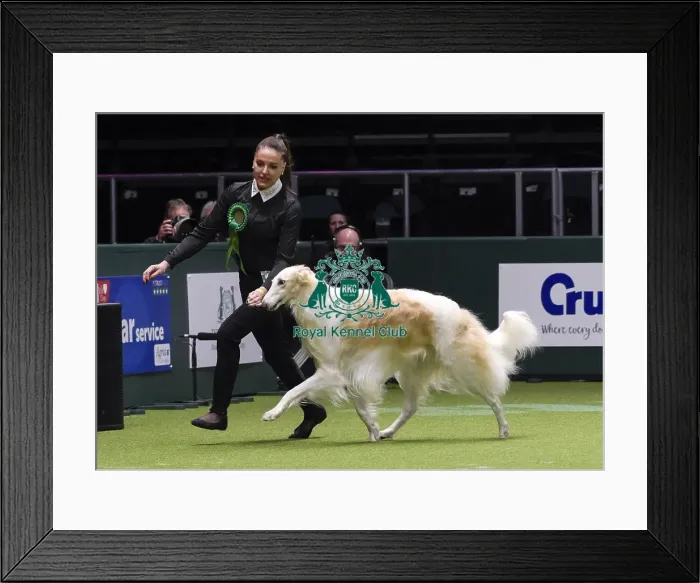 Framed Print : Crufts 2018 Framed Print : Crufts 2018