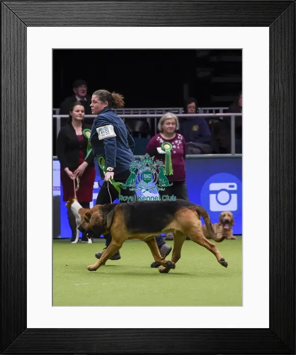 Framed Print : Crufts 2018